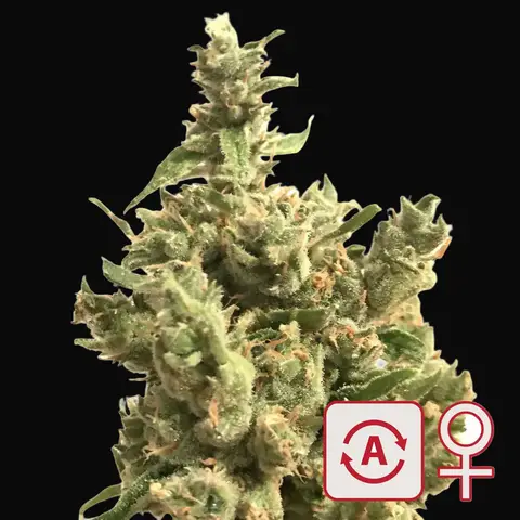 Lemon Sputnik Auto