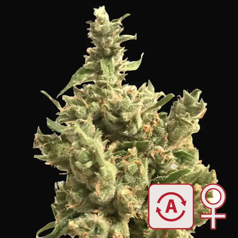 Lemon Sputnik Auto