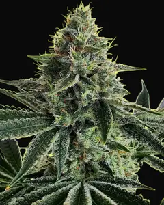 Lemon Storm