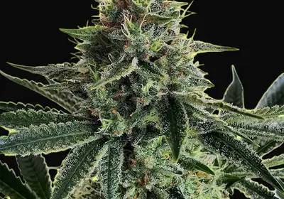 Lemon Storm