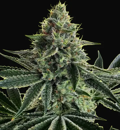 Lemon Storm