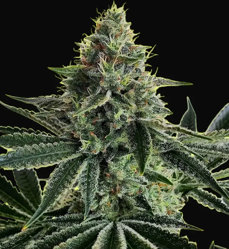 Lemon Storm