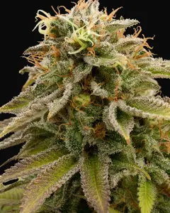 Lemon Thai Kush