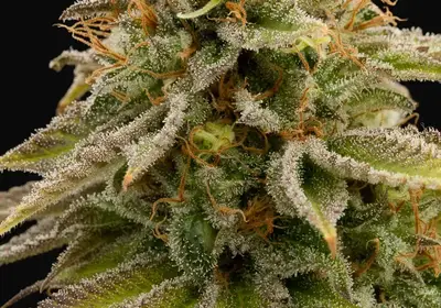 Lemon Thai Kush
