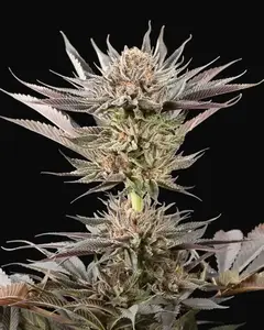 Lemon Tree 2.0