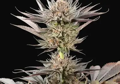 Lemon Tree 2.0