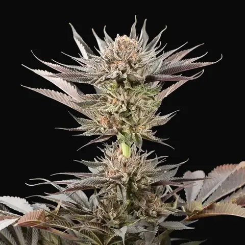 Lemon Tree 2.0