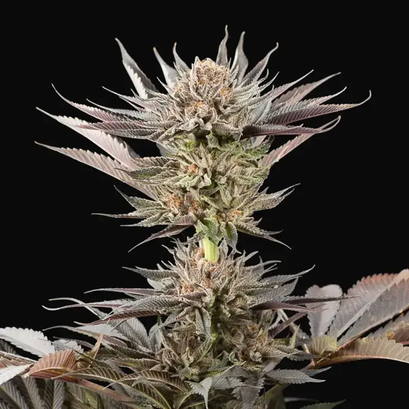 Lemon Tree 2.0