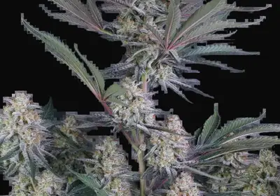 Lemon Tree Auto