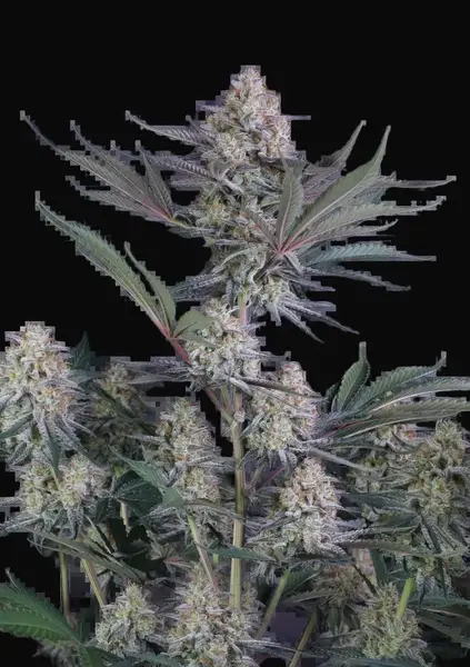 Lemon Tree Auto