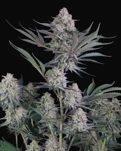Lemon Tree Auto