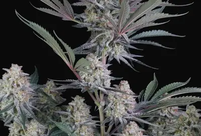 Lemon Tree Auto