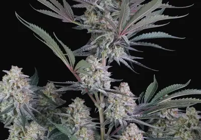 Lemon Tree Auto