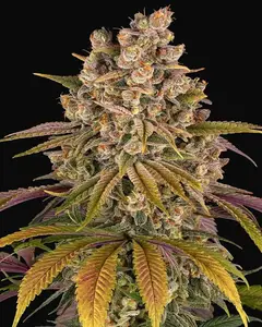 Lemon Tree