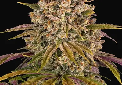 Lemon Tree