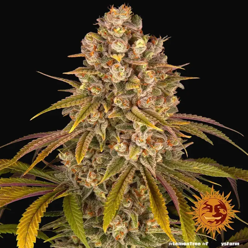 Lemon Tree — zdjęcie 2