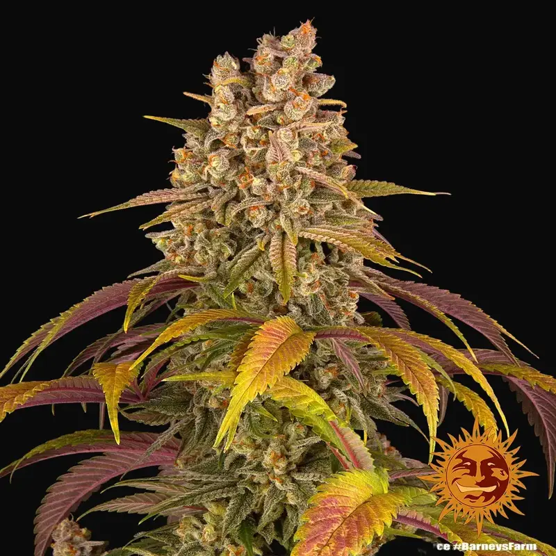 Lemon Tree — zdjęcie 5