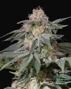 Lemon Tree Fast