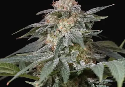 Lemon Tree Fast
