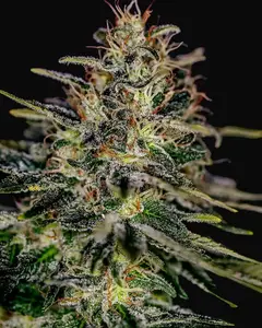 Lemon Trip
