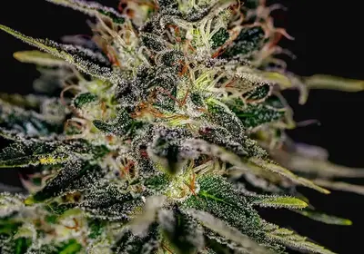 Lemon Trip