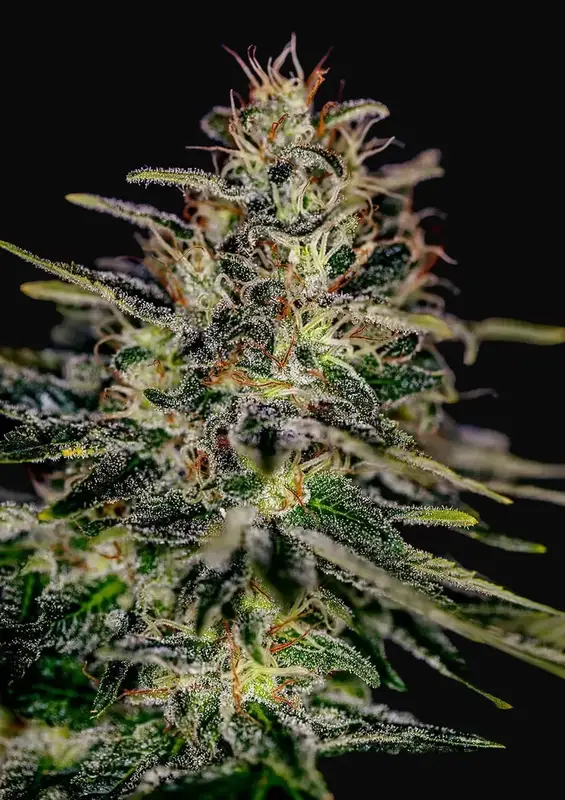 Lemon Trip