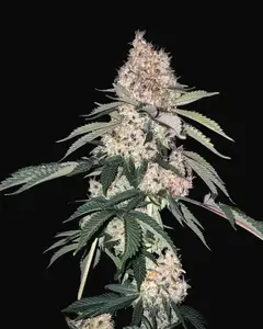 Lemon Whhip Haze IBL