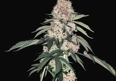 Lemon Whhip Haze IBL