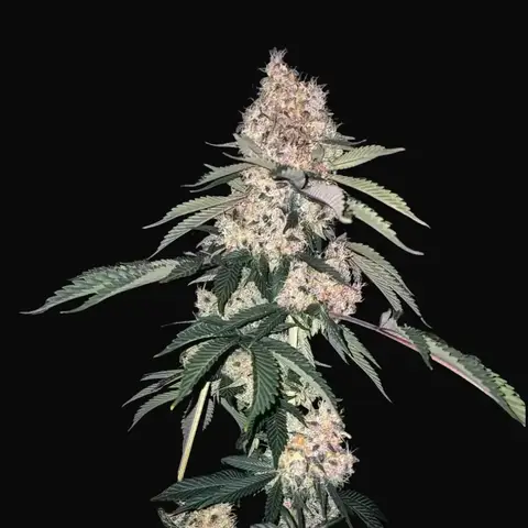 Lemon Whhip Haze IBL