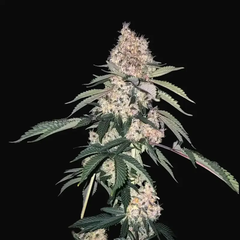 Lemon Whhip Haze IBL