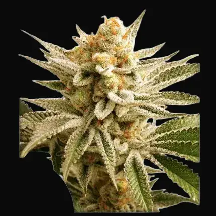 Lemon Z