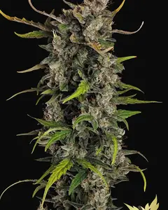 Lemonade Auto