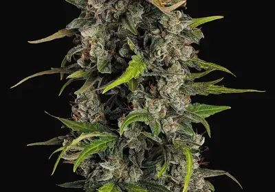 Lemonade Auto