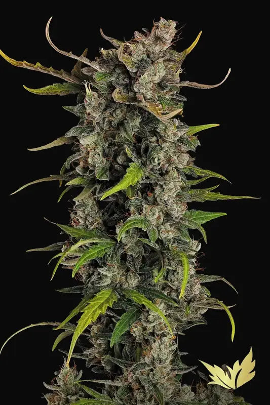 Lemonade Auto
