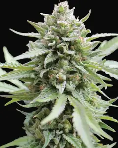 Lemongrass