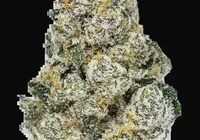 Lemonpaya