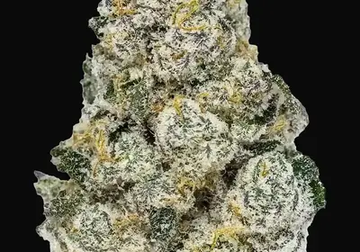 Lemonpaya