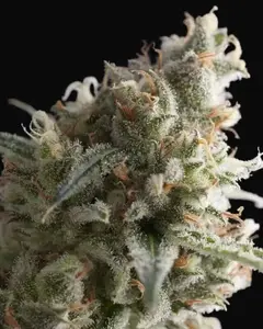 Lennon