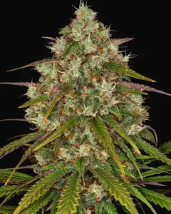 Liberty Haze