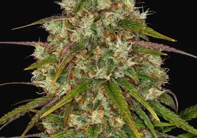 Liberty Haze