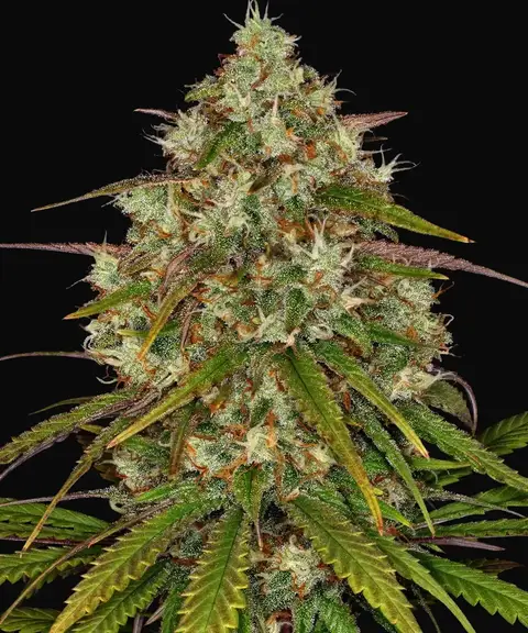 Liberty Haze