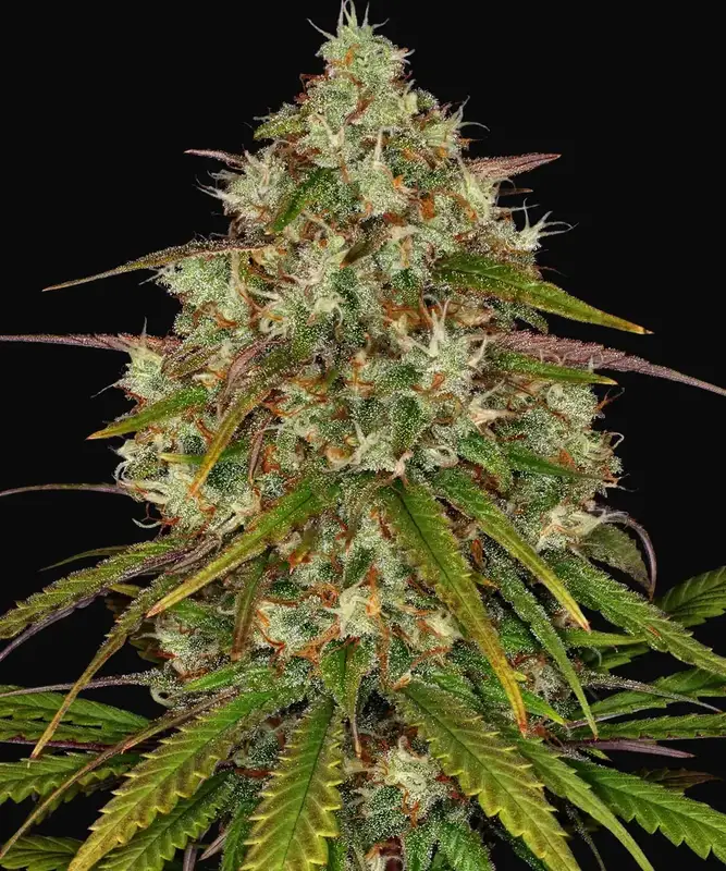 Liberty Haze