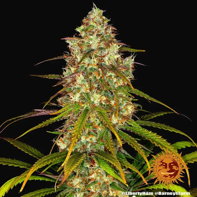 Liberty Haze — zdjęcie 2