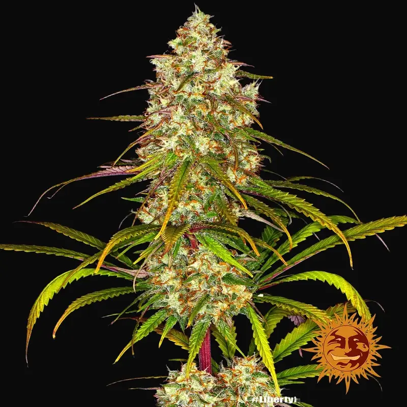 Liberty Haze — zdjęcie 3