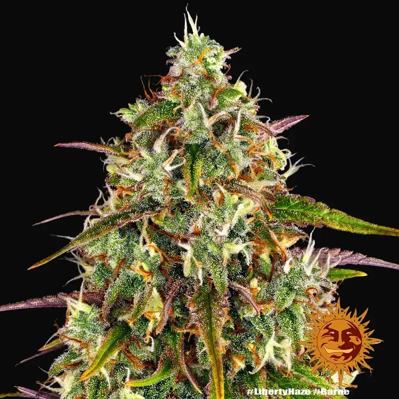 Liberty Haze — zdjęcie 4