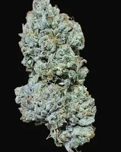 Lieutenant Dank Auto