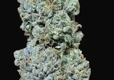Lieutenant Dank Auto