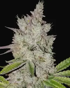 Lilac Diesel RBX2 Auto