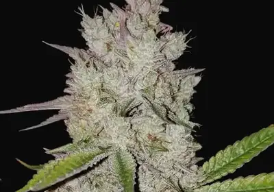 Lilac Diesel RBX2 Auto