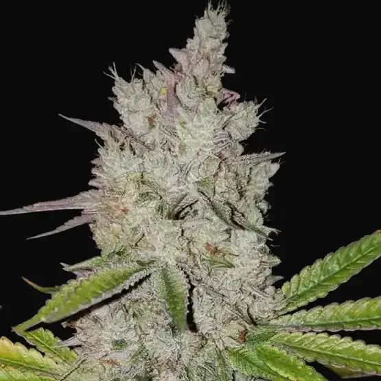 Lilac Diesel RBX2 Auto